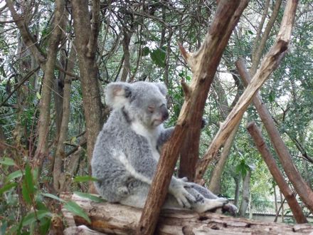 koala dormant