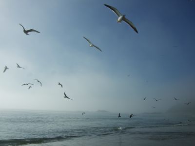 laguna beach oiseaux