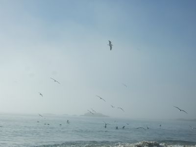 Laguna Beach oiseaux 2