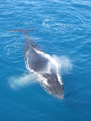 baleine 5