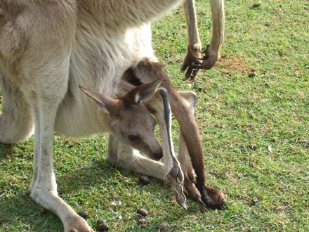kangourou bébé