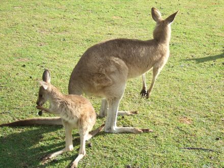 kangourou bébé 2