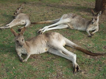 kangourous allongés